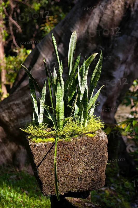 Aloa Vera plant in sunlight, flora, plant, decoration, vegetation, tropics, tropical