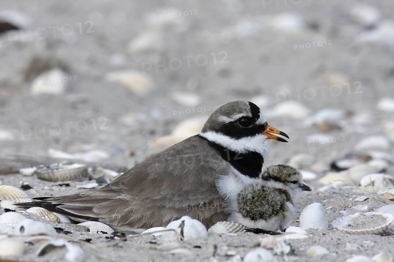 Common Ringed Plover (Charadrius hiaticula) nest, Lower Saxony, Germany