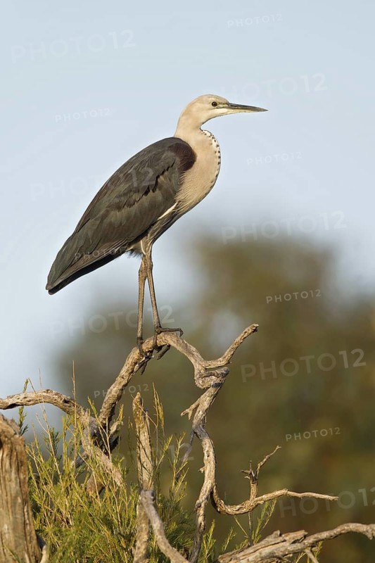 White-necked Heron (Ardea pacifica), Western Australia, Australia