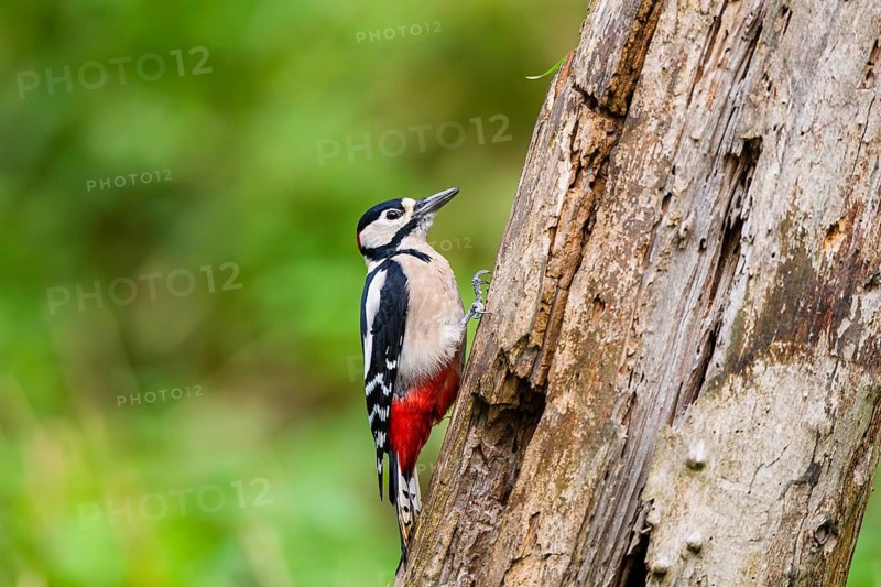 Great spotted woodpecker (Dendrocopos major) sitting on an old wrotten tree trunk in late summer, Bavaria, Germany