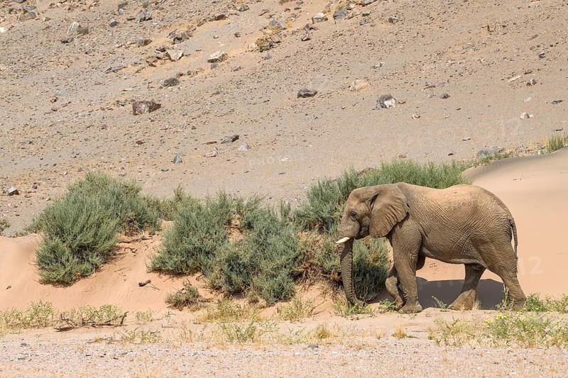 Desert elephant (Loxodonta africana) in front of a dune in the Huab dry river, Damaraland, Kunene region, Namibia