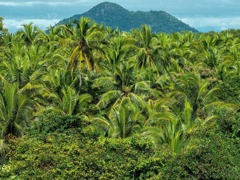 Green palm trees and dense palm grove, Sri Lanka