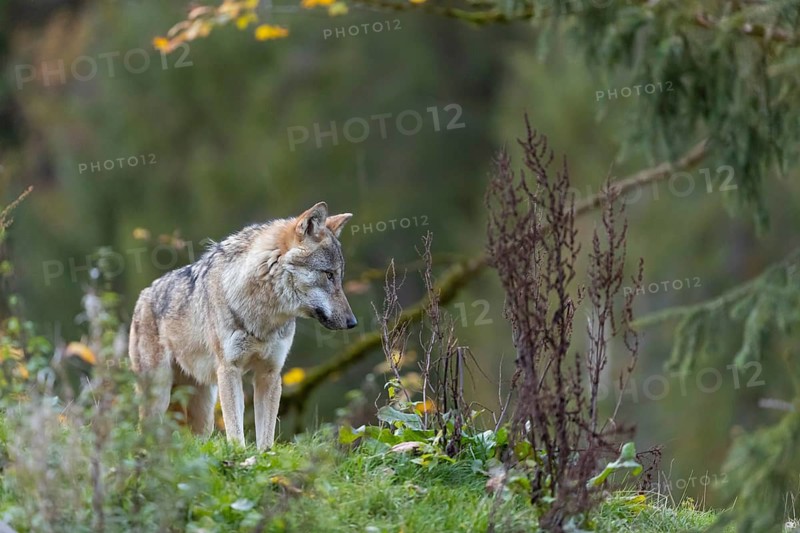 One eurasian gray wolf (Canis lupus lupus) standing on a hill, observing the area. A green forest in the background