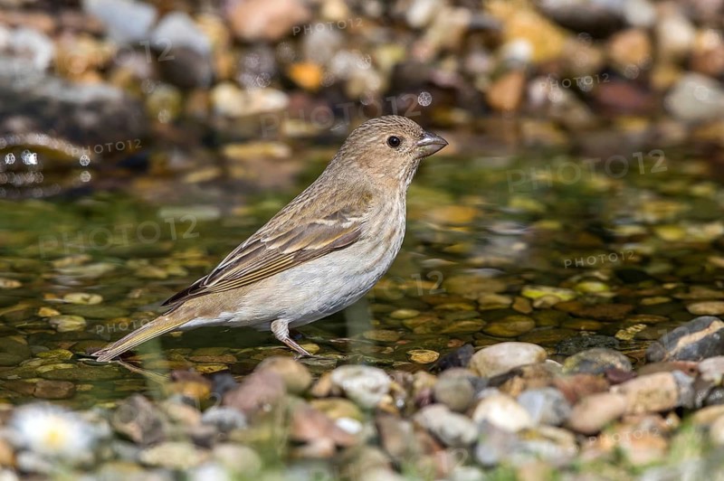 Common Rosefinch (Carpodacus erythrinus) female at a creek, Mecklenburg-Western Pomerania, Germany