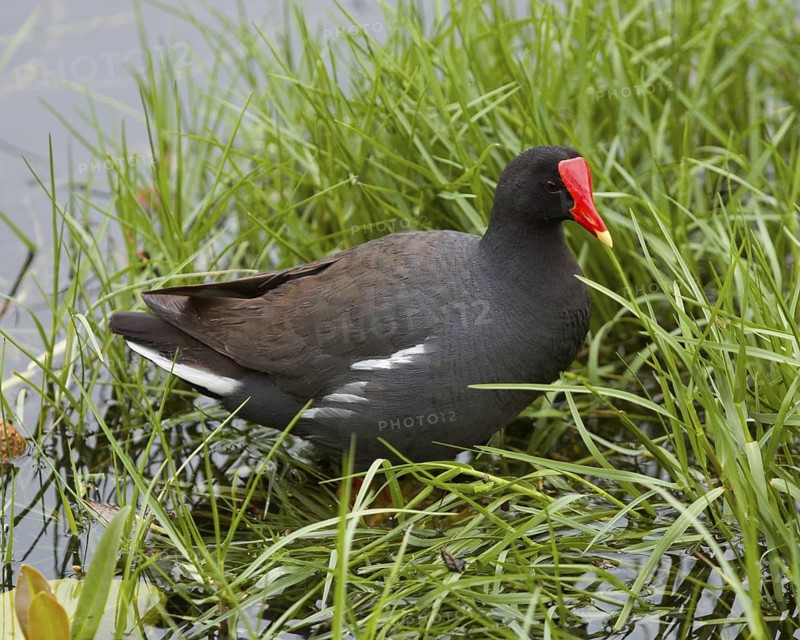 Ommon Gallinule at Kailua Marsh Hawaii