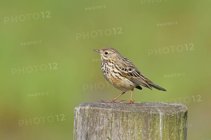 Meadow pipit (Anthus pratensis), on a pasture fence post, Ochsenmoor, Dümmer See, Hüde, Lower Saxony, Germany