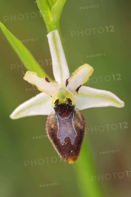 Ragwort in splendour (Ophrys splendida), flower, Provence, southern France