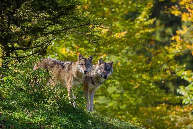 Two eurasian gray wolves (Canis lupus lupus) stand on a hill, observing the area. A forest in fall colours in the background
