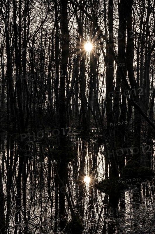 Alder swamp forest in early spring, with high water level, Bottrop, Ruhr area, North Rhine-Westphalia, Germany