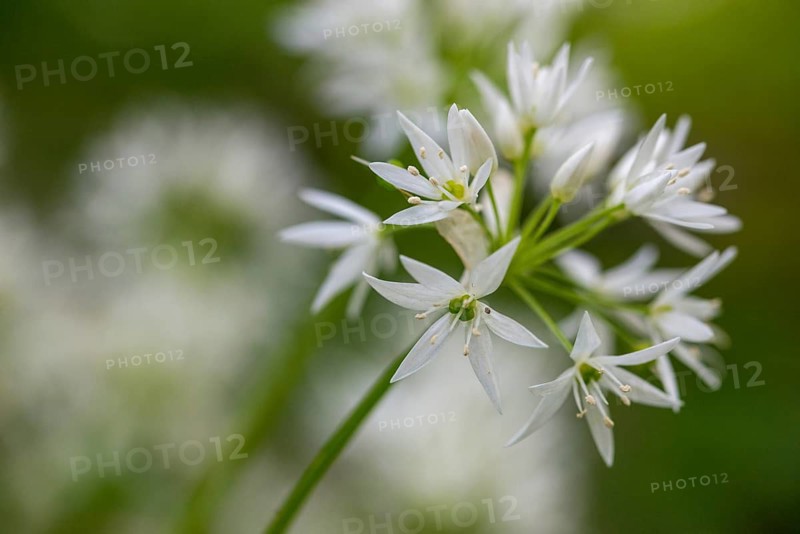 Alliaceae, Allium ursinum, wild garlic, garlic spinach, leeks, leeks, ramsen garlic, wild herre, wild garlic, gypsy garlic, buckrams, flora, plants, plants, Ramsons, wild garlic