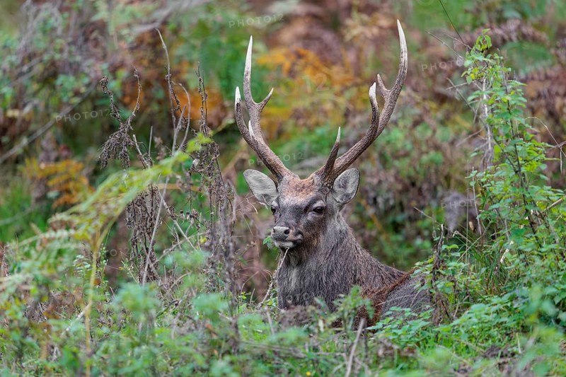 A sika deer stag (Cervus nippon) rests in hilly terrain in a clearing overgrown with ferns