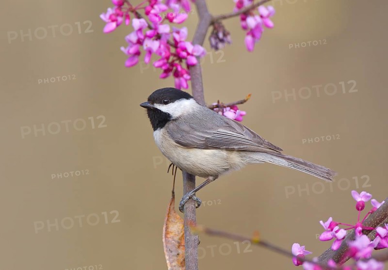 Carolina Chickadee (Poecile carolinensis), Ohio, USA