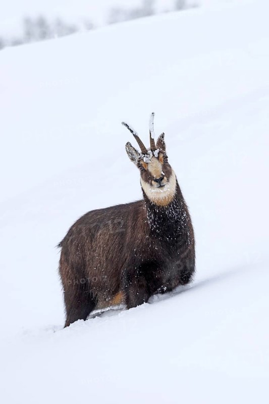 Animals, mammals, chamois, chamois in a winter landscape, (Rupicapra rupucapra), Alps, Italy, Alps, Italy