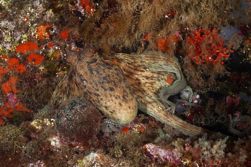 Octopus, Common Octopus (Octopus vulgaris), among colourful false corals under water, dive site Cap de Creus Marine Reserve, Rosas, Costa Brava, Spain, Mediterranean Sea