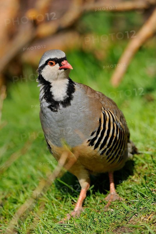 A grey partridge stands at attention in a green meadow, rock partridge (Alectoris graeca), captive