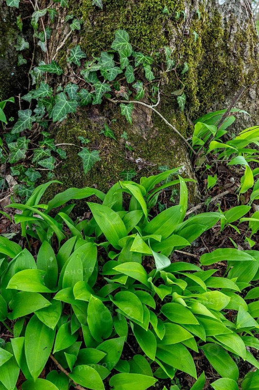 Wild garlic (Allium ursinum), leaves, wild garlic leaves, wild, tree, tree trunk, spring, Kochel, Alpine foothills, Bavaria, Germany