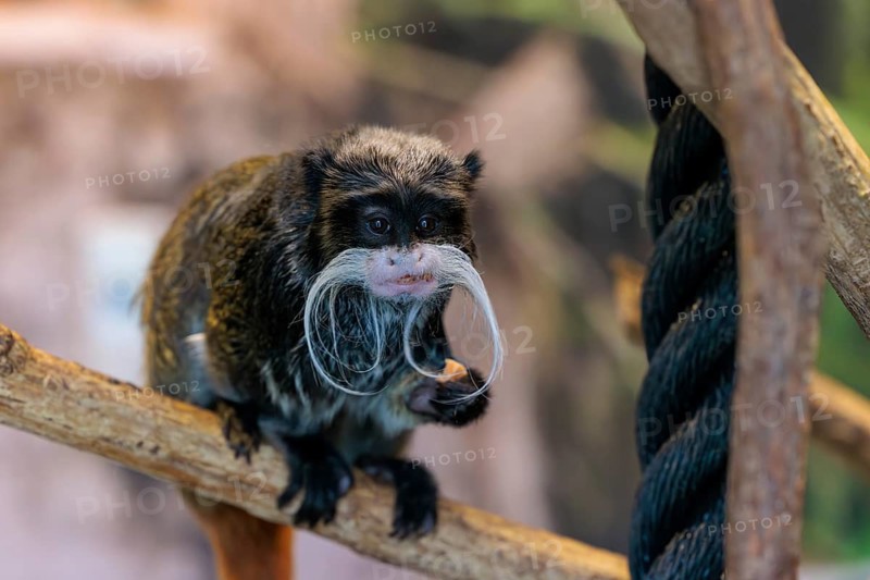 Emperor tamarin (Saguinus imperator) monkey with a large curly mustache at the Chattanooga Zoo in Chattanooga, Tennessee