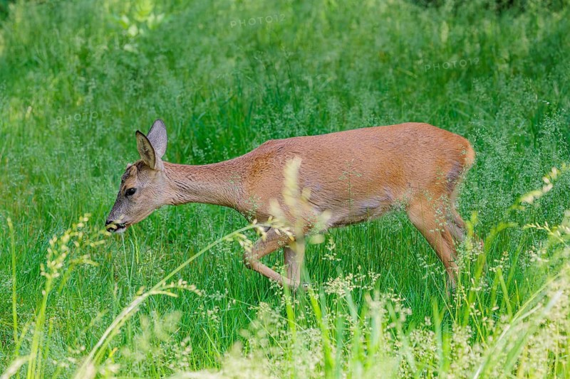 A female roe deer (Capreolus capreolus) crosses a green meadow. Bavaria, Germany
