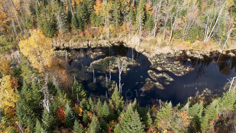 Beaver pond. Boreal forest. Fall season. Region of La Mauricie. Province of Quebec. Canada