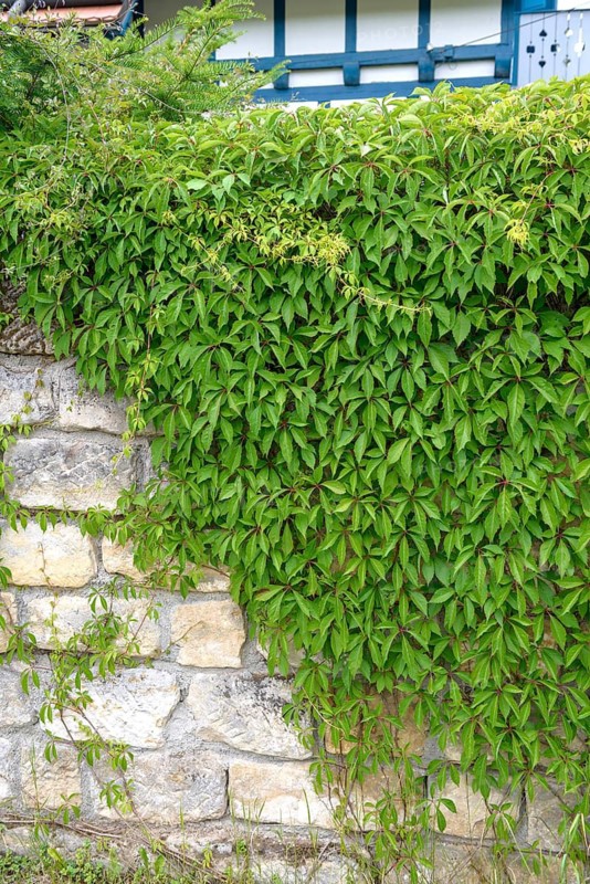 Self-climbing vine (Parthenocissus quinquefolia var. engelmannii), Federal Republic of Germany