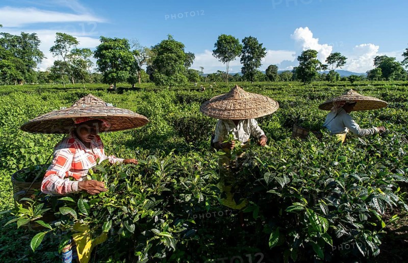 Tea garden workers plucks fresh tea leaves wearing Jaapi on a hot summer day during the harvest at a tea estate in Assam, India on 4 July 2026. Tea plucking, traditionally carried out by skilled workers, is a vital step in producing high-quality Assam tea, one of the world's most renowned black teas