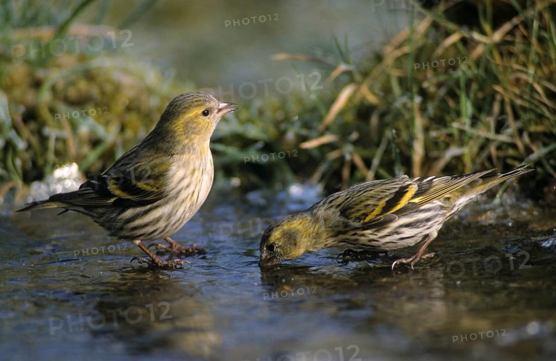 Carduelis spinus, siskin, spinus spinus, siskin, bath, bathe, bird bath, birds, female, passeri, songbirds, watering place, female
