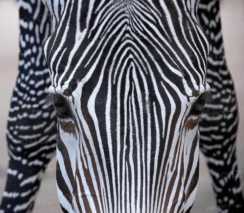 Zebra (Hippotigris)