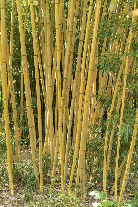 Golden flat bamboo (Phyllostachys aurea 'Koi'), Schloss Dyck, Germany
