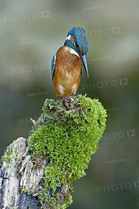 Common Kingfisher (Alcedo atthis) juvenile male, Netherlands
