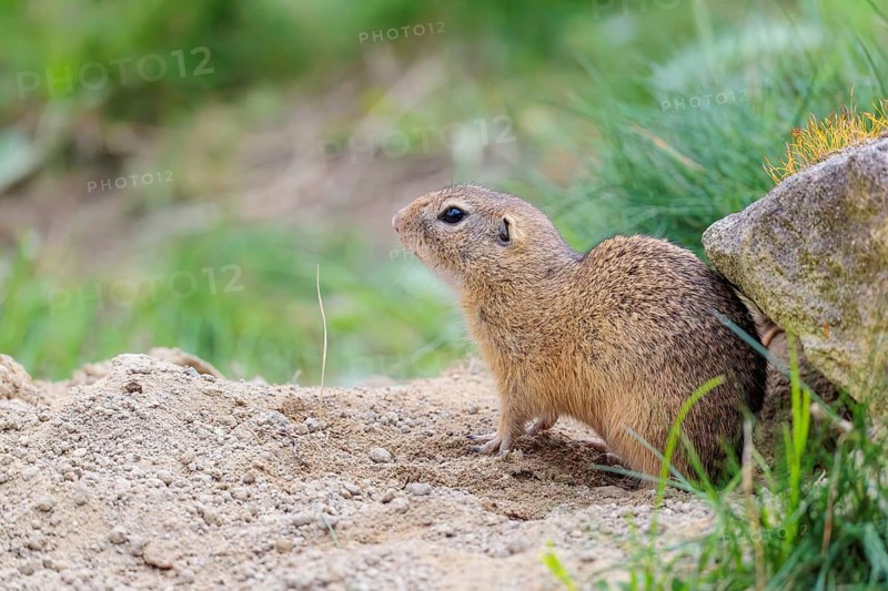 A fully grown ground squirrel (Spermophilus citellus) sits on gravel next to green vegetation on a cloudy day in hilly terrain. Austria