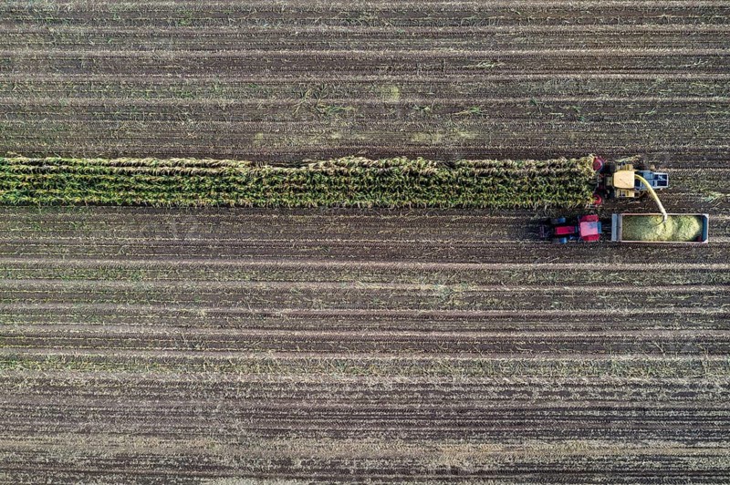 Maize harvest, combine harvester, chopper works its way through a maize field, the silage is pumped directly into a trailer, serves as cattle feed, Lower Rhine, Rees, North Rhine-Westphalia, Germany