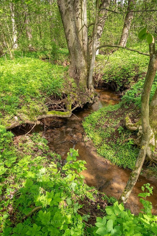 Germany, Greiz, Hegebachtal, Hundhaupten, Thuringia, Thuringia, riparian forest, stream, brook, flowing water, spring, high size, portrait format, landscape, spring