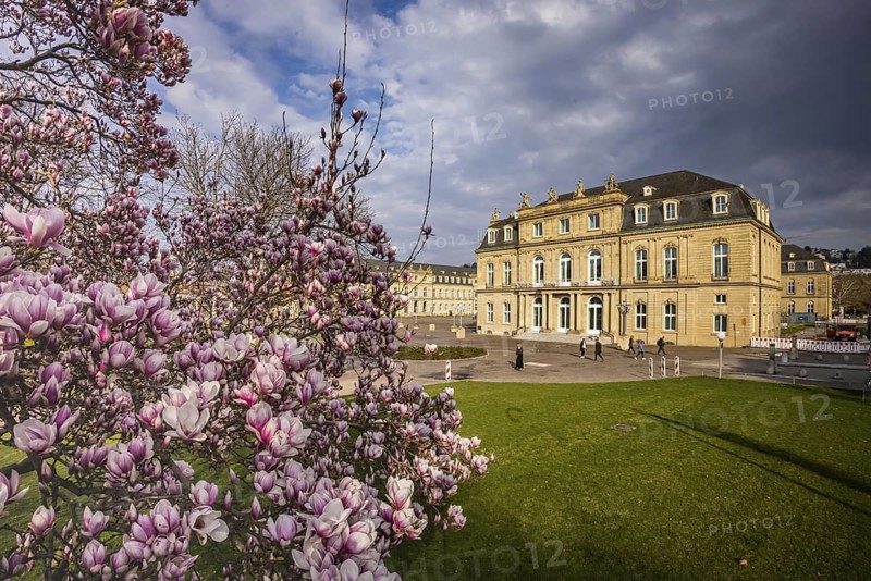 Magnolia blossom in Stuttgart. Magnolias (Magnolia) bloom throughout the city in spring, like here on Schlossplatz in front of the Neues Schloss. Stuttgart, Baden-Württemberg, Germany