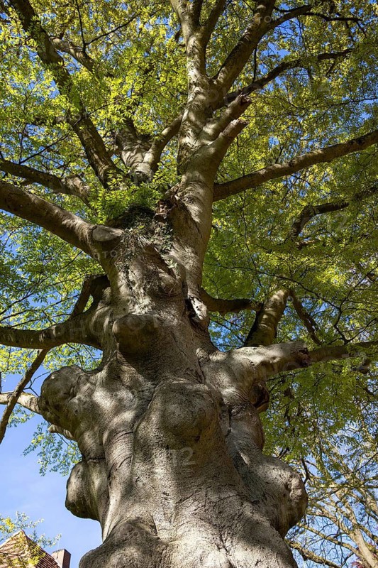 Fernblättrige Beech, Dobbertin Abbey, Goldberg, Mecklenburg-Western Pomerania, Germany