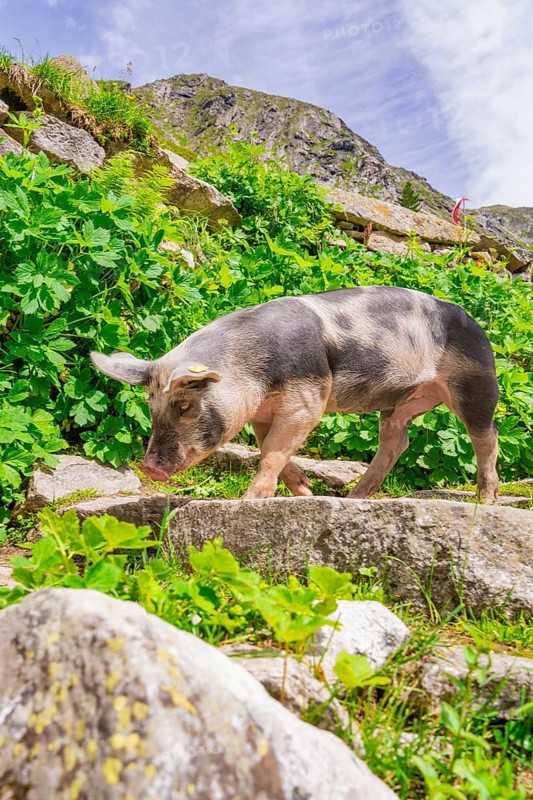 A black and white pig grazing on a stony mountain meadow surrounded by lush vegetation, Klein Tibet, Zillertal, Austria