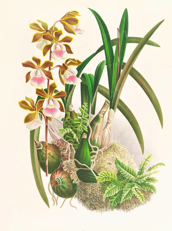 Orchid, Epidendrum atropurpureum, authentic reproduction of an illustration by Jean Jules Linden (1817 - 1898), Luxembourgish-Belgian botanist, one of the fathers of orchid research, Historical