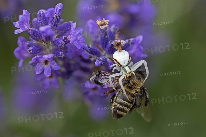 Goldenrod crab spider (Misumena vatia) eats a honey bee, Animals, Insects, Spiders, Baden-Württemberg, Federal Republic of Germany