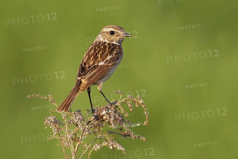 European Stonechat (Saxicola rubicola) female, Lake Neusiedl, Austria