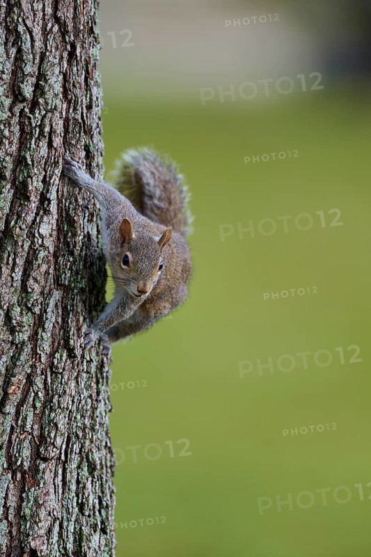 American grey squirrel (Sciurus carolinensis), climbing on a tree trunk in a natural environment, Pembroke Pines, Florida, USA
