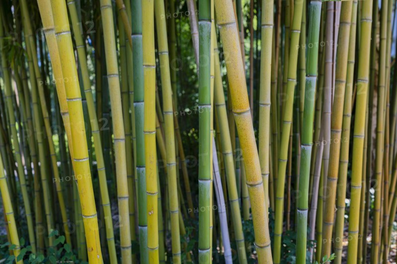 Rough yellow bamboo, Phyllostachys aureosulcata, Lake Constance region, Baden-Württemberg, Germany