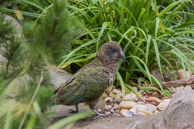 One Kea, Nestor notabilis, standing in green vegetation, feeding on something.New Zealand