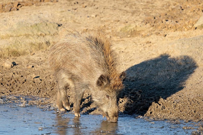 A wild boar (Sus scrofa) drinks water from a small frozen pond with broken ice