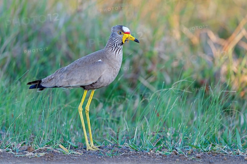 Senegal Lapwing, (Vanellus senegallus), Africa, South Africa, KwaZulu-Natal, Triele family, iSimangaliso Wetland Park, St Lucia