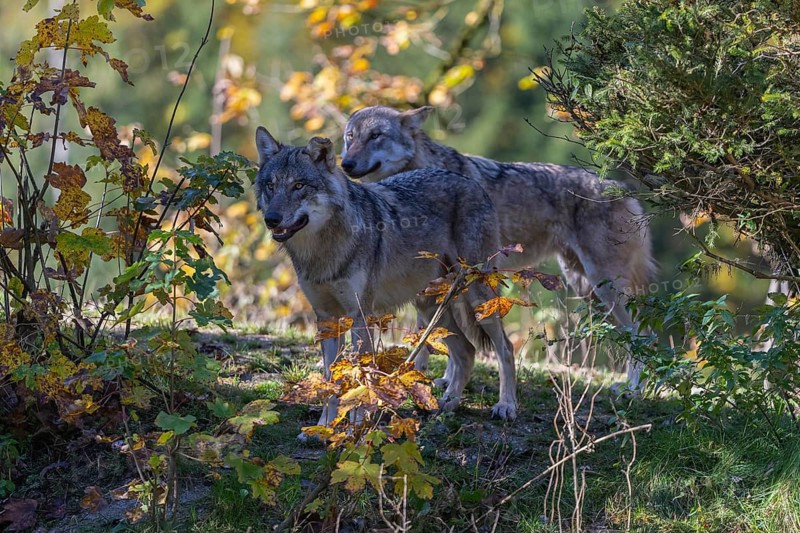 Two eurasian gray wolf (Canis lupus lupus) standing on a small hill between fall foliage. Backlit condition