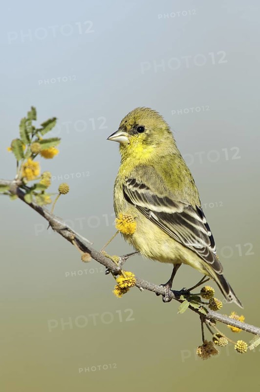 Lesser Goldfinch (Spinus psaltria) female, Arizona, USA