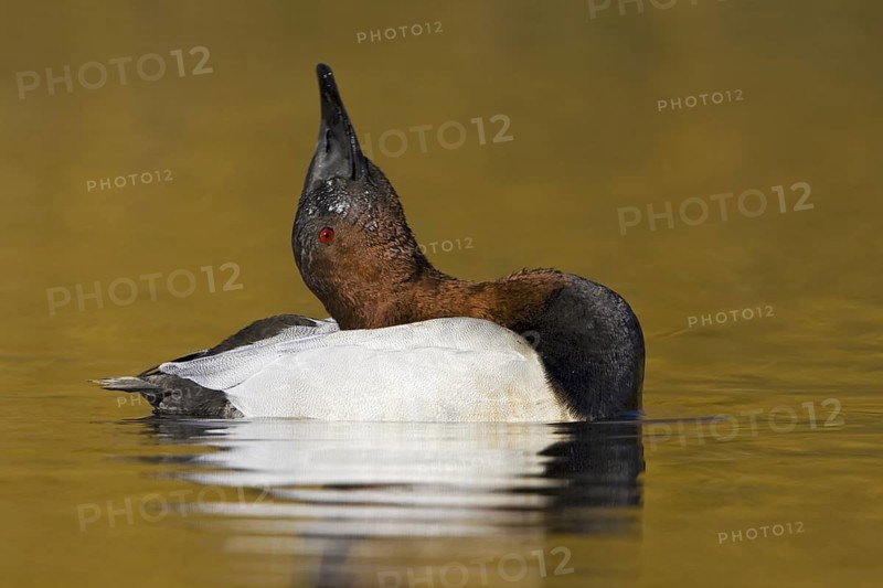 Canvasback (Aythya valisineria) male, Manitoba, Canada