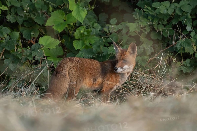 A red fox (Vulpes vulpes) is sitting in a field. It is looking around intently. The vegetation is green and dense. The sun is shining. Bas-Rhin, Alsace, France