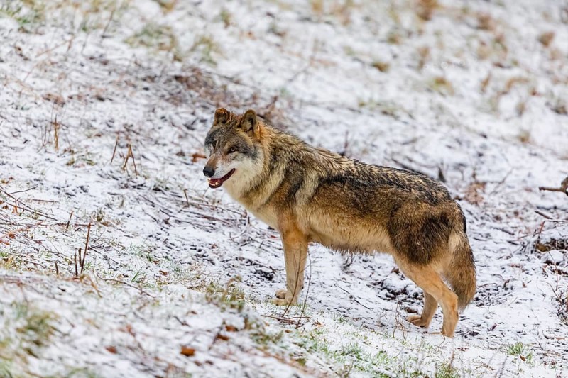 One eurasian gray wolf (Canis lupus lupus) stands on a snowy meadow in an open forest