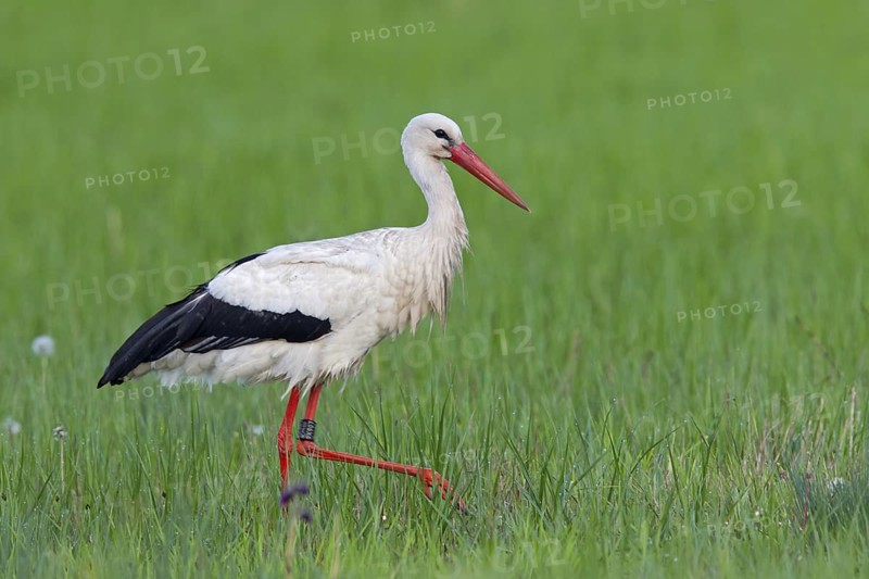 White Stork (Ciconia ciconia), Rhineland-Palatinate, Germany