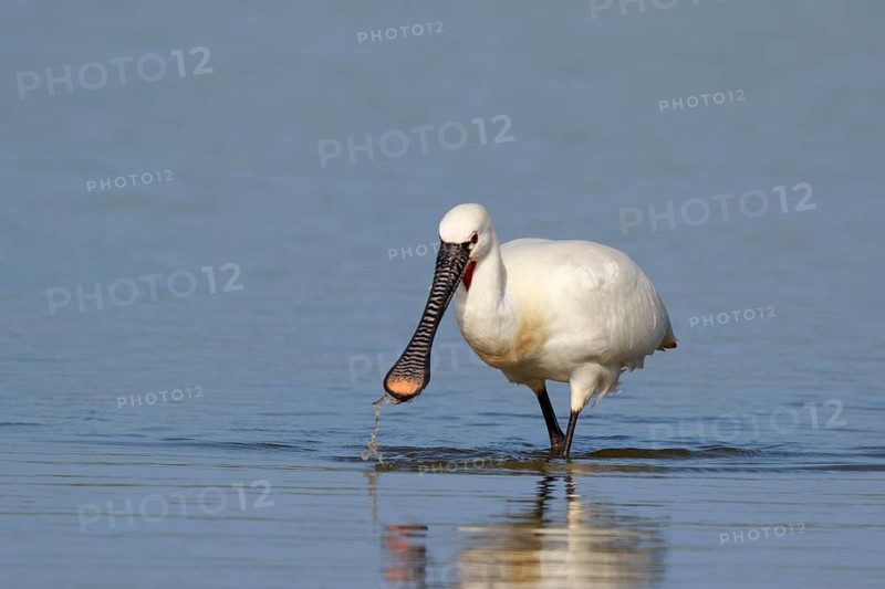 Eurasian Spoonbill (Platalea leucorodia) foraging in shallow water, Netherlands